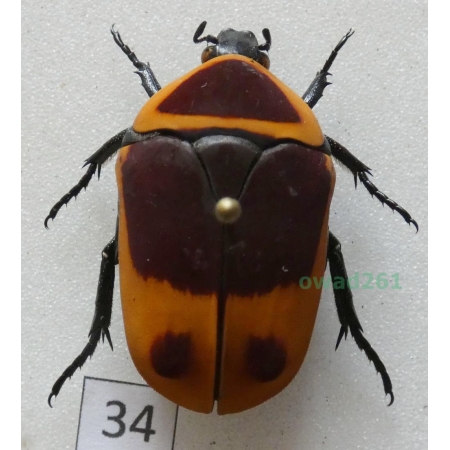 Pachnoda marginata peregrina Kolbe, 1906 ex. ovo Czad34